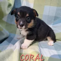 Color- Coral, a female Pembroke Welsh Corgi for sale in Centre, AL – Photo 3 of 3