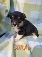 Color- Coral, a female Pembroke Welsh Corgi for sale in Centre, AL – Photo 2 of 2
