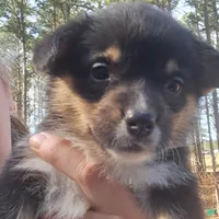 Color- Coral, a female Pembroke Welsh Corgi for sale in Centre, AL – Photo 2 of 3