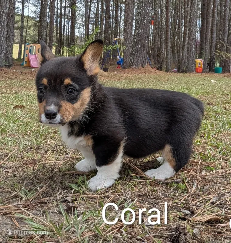 Color- Coral – Pembroke Welsh Corgi puppy for sale in Centre, AL