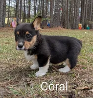 Color- Coral, a female Pembroke Welsh Corgi for sale in Centre, AL – Photo 1 of 3