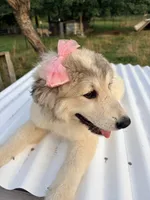 Maisie, a female Great Pyrenees and Maremma Sheepdog for sale in Atwater, OH – 3 of 3