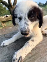 Fluffernutter, a male Great Pyrenees and Maremma Sheepdog for sale in Atwater, OH – 2 of 3