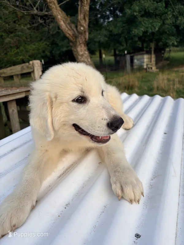 Benny – Great Pyrenees, Maremma Sheepdog puppy for sale in Atwater, OH