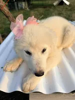 Daisy, a female Great Pyrenees and Maremma Sheepdog for sale in Atwater, OH – 2 of 3