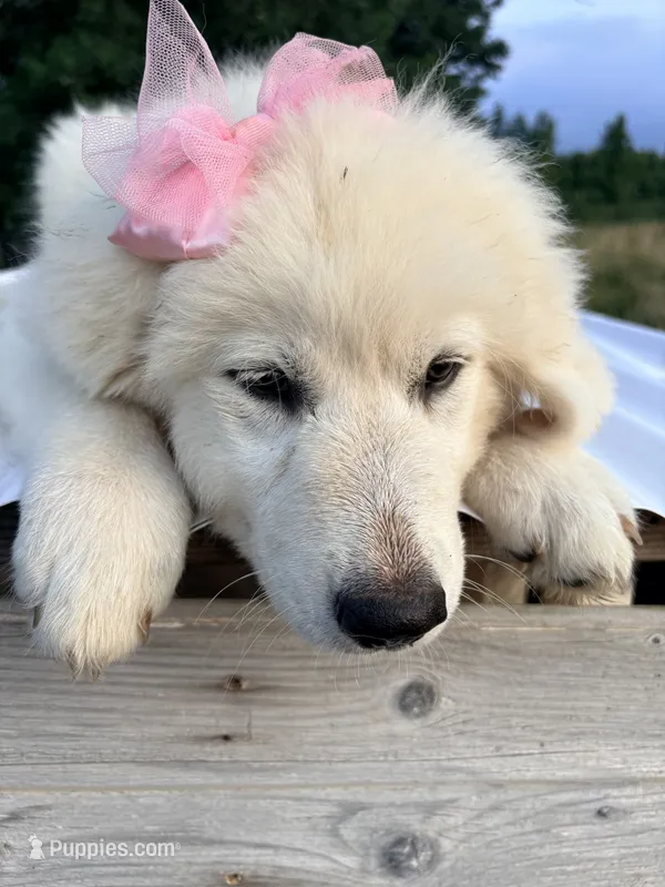 Annie – Great Pyrenees, Maremma Sheepdog puppy for sale in Atwater, OH