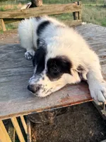 Oscar, a male Great Pyrenees and Maremma Sheepdog for sale in Atwater, OH – 3 of 3