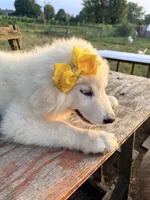 Bailey, a female Great Pyrenees and Maremma Sheepdog for sale in Atwater, OH – 2 of 3