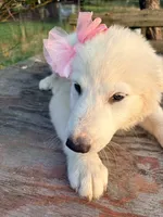 Daisy, a female Great Pyrenees and Maremma Sheepdog for sale in Atwater, OH – 3 of 3