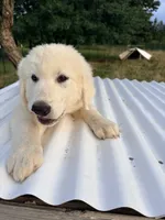 Benny, a male Great Pyrenees and Maremma Sheepdog for sale in Atwater, OH – 3 of 3