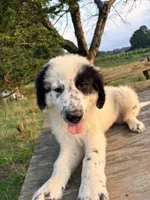 Fluffernutter, a male Great Pyrenees and Maremma Sheepdog for sale in Atwater, OH – 3 of 3