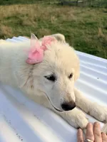 Annie, a female Great Pyrenees and Maremma Sheepdog for sale in Atwater, OH – 2 of 3