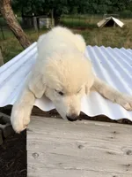 Benny, a male Great Pyrenees and Maremma Sheepdog for sale in Atwater, OH – 2 of 3