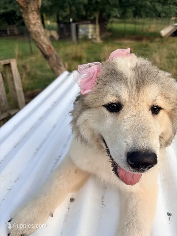 Maisie – Great Pyrenees, Maremma Sheepdog puppy for sale in Atwater, OH
