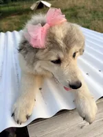 Maisie, a female Great Pyrenees and Maremma Sheepdog for sale in Atwater, OH – 2 of 3