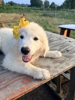 Bailey, a female Great Pyrenees and Maremma Sheepdog for sale in Atwater, OH – 3 of 3