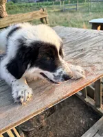 Oscar, a male Great Pyrenees and Maremma Sheepdog for sale in Atwater, OH – 2 of 3