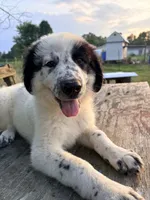 Fluffernutter, a male Great Pyrenees and Maremma Sheepdog for sale in Atwater, OH – 1 of 3