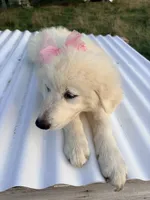 Annie, a female Great Pyrenees and Maremma Sheepdog for sale in Atwater, OH – 3 of 3