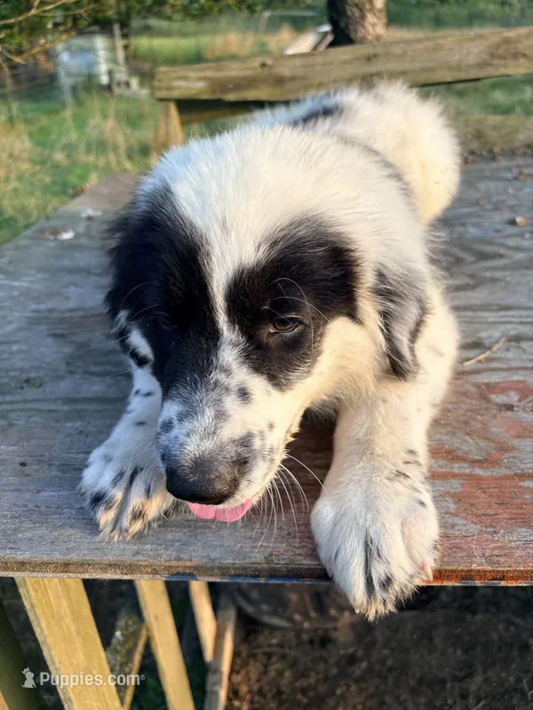Oscar – Great Pyrenees, Maremma Sheepdog puppy for sale in Atwater, OH