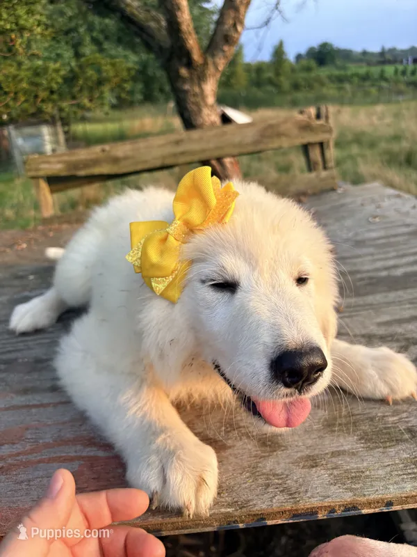 Bailey – Great Pyrenees, Maremma Sheepdog puppy for sale in Atwater, OH