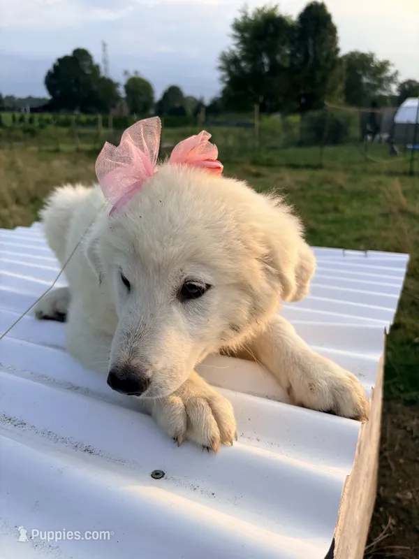 Daisy – Great Pyrenees, Maremma Sheepdog puppy for sale in Atwater, OH