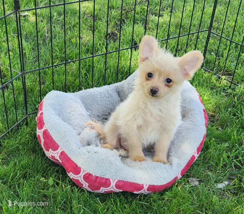 Pax – Pomeranian, Poodle - Toy  puppy for sale in Shawano, WI