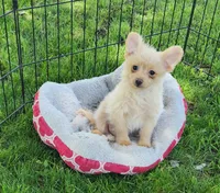 Pax, a male Pomeranian and Poodle - Toy  for sale in Shawano, WI – 1 of 4