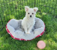 Pro, a male Pomeranian and Poodle - Toy  for sale in Shawano, WI – 2 of 3