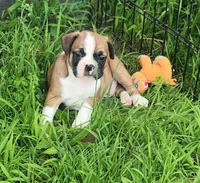 Jinn, a male Frenchton for sale in Shawano, WI – 8 of 8