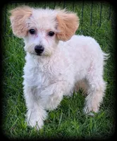 Polli, a female Bichpoo for sale in Shawano, WI – 2 of 4