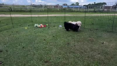 Poppi, a female Bichon Frise and Bichpoo for sale in Shawano, WI – 5 of 5