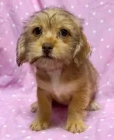 Beep, a female Dachshund and Shih Tzu for sale in Shawano, WI – Photo 3 of 3