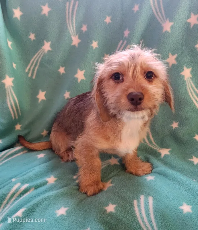 Beep – Dachshund, Shih Tzu puppy for sale in Shawano, WI