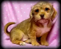Beep, a female Dachshund and Shih Tzu for sale in Shawano, WI – Photo 1 of 3