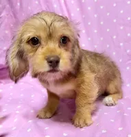 Beep, a female Dachshund and Shih Tzu for sale in Shawano, WI – Photo 2 of 3