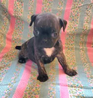 Lady bug, a female Boston Terrier and Bugg for sale in Shawano, WI – 1 of 3