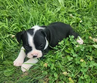 Jaxx, a male Frenchton for sale in Shawano, WI – 3 of 3