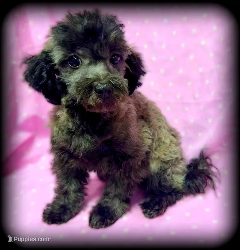 Breeze – Shihpoo puppy for sale in Shawano, WI