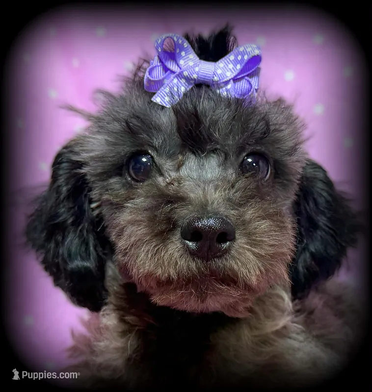 Breeze – Shihpoo puppy for sale in Shawano, WI