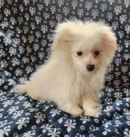 Kato, a male Bichon Frise and Pomeranian for sale in Shawano, WI – 1 of 4