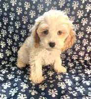 Radd, a male Cockapoo for sale in Shawano, WI – 2 of 3