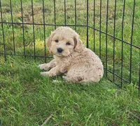 Ritz, a female Cockapoo for sale in Shawano, WI – 3 of 3