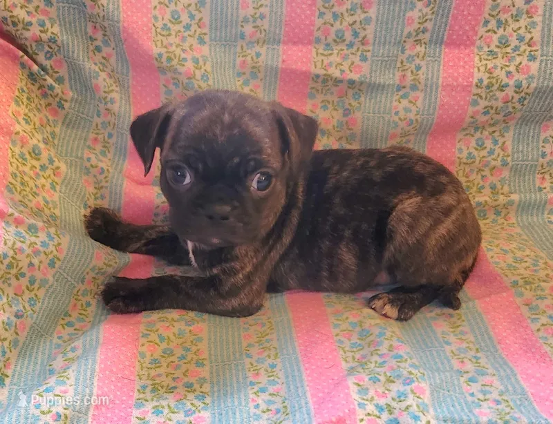 Katydid – Boston Terrier, Bugg puppy for sale in Shawano, WI