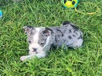 Sparkler, a female Boston Terrier for sale in Shawano, WI – 4 of 6