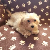 Champ, a male Maltipoo for sale in Shawano, WI – 3 of 3