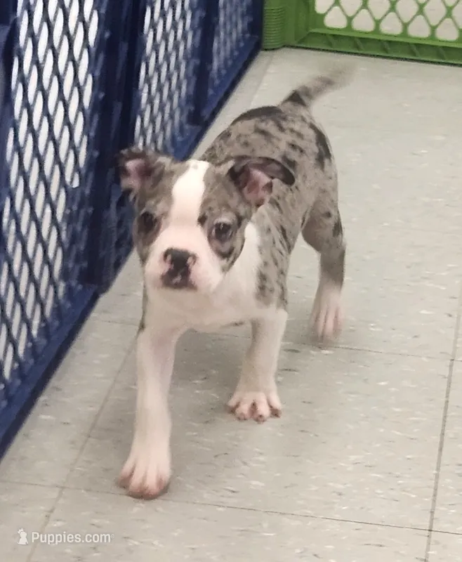 Sparkler – Boston Terrier puppy for sale in Shawano, WI