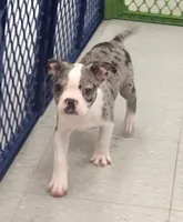 Sparkler, a female Boston Terrier for sale in Shawano, WI – 3 of 6