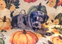 Olive, a female Boston Terrier and Bugg for sale in Shawano, WI – 4 of 4