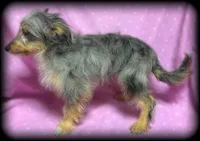 Primrose, a female Shetland Sheepdog and Poodle - Toy  for sale in Shawano, WI – Photo 3 of 3